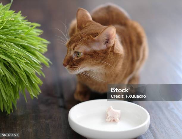 Red Cat Eats Stock Photo - Download Image Now - Animal, Beauty, Curiosity