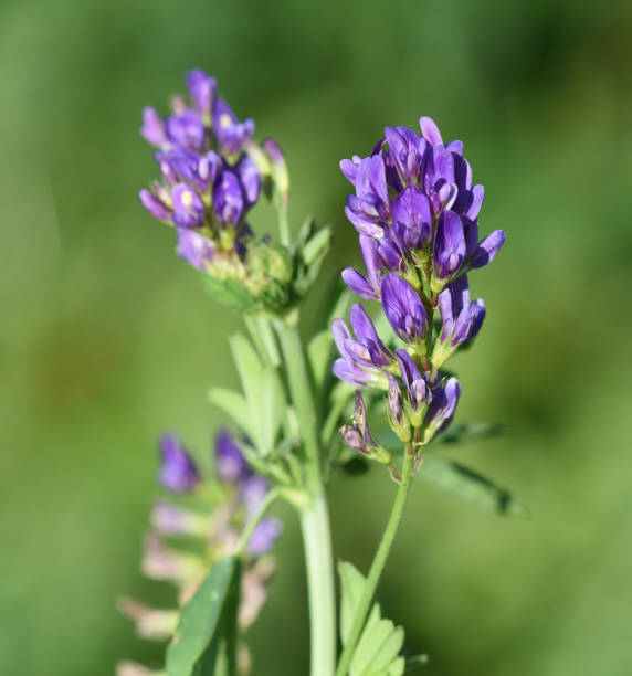 istock Alfalfa, Medicago, sativa 901195168