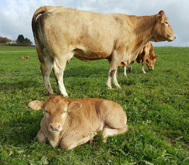 istock bovine, Blonde, from Aquitaine 901195530