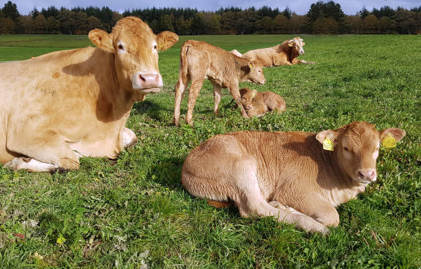 istock bovine, Blonde, from Aquitaine 901195554