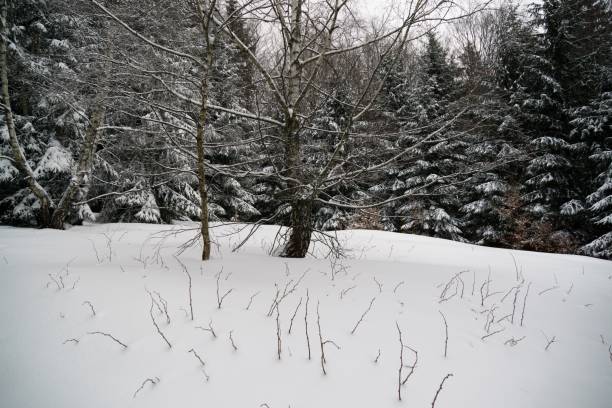 istock Nature under the snow during winter. 901199346