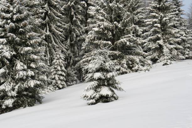 istock Nature under the snow during winter. 901199458