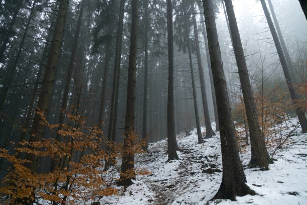 istock Nature covered by snow during misty winter day. 901206838