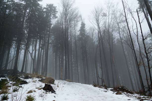 istock Nature covered by snow during misty winter day. 901206868