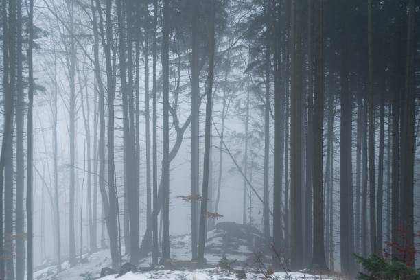 istock Nature covered by snow during misty winter day. 901206946