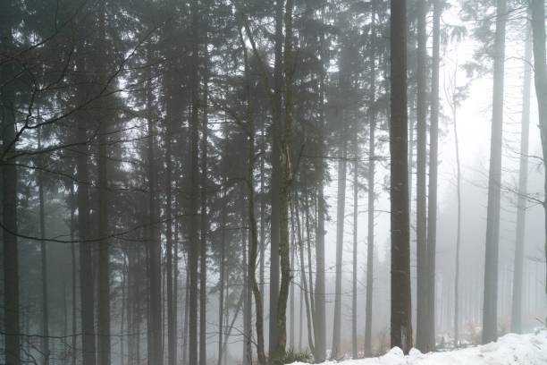istock Nature covered by snow during misty winter day. 901206964