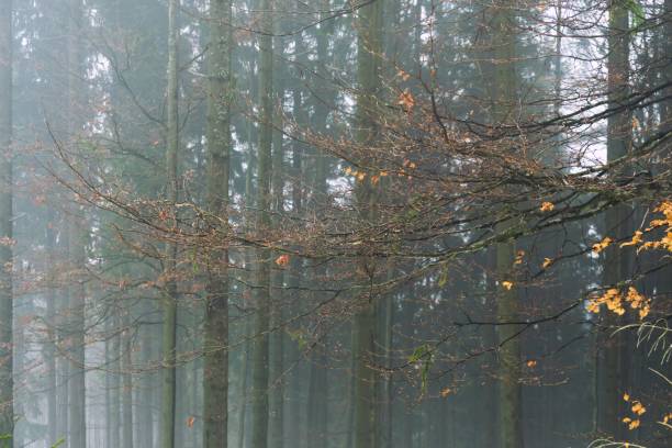 istock Nature covered by snow during misty winter day. 901207146