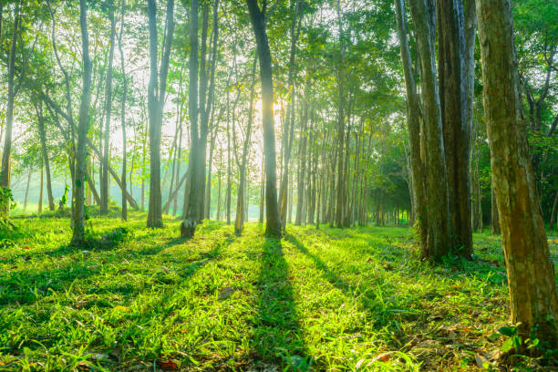 istock forest with sunlight background. Nature and outdoor background 901209030