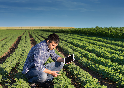 Young handsome agriculture engineer squatting in soybean field with tablet in hands in early summer