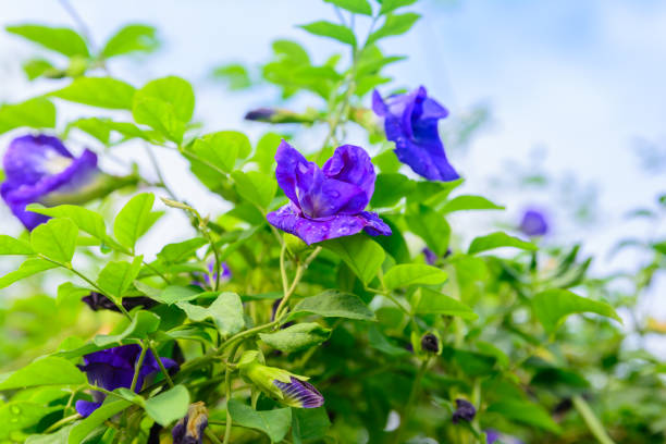 istock Clitoria ternatea blooming on tree. Blue flower herbal nature background 901215068