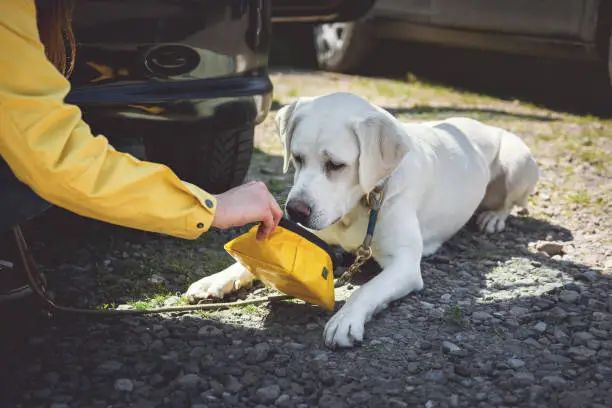 Photo of A Girl gives a young labrador retriever dog puppy some water to drink because of the heat in the car while traveling