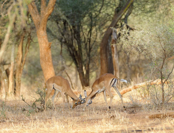 istock Closeup of Impala fighting 901218882