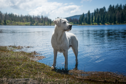 dog standing in lake