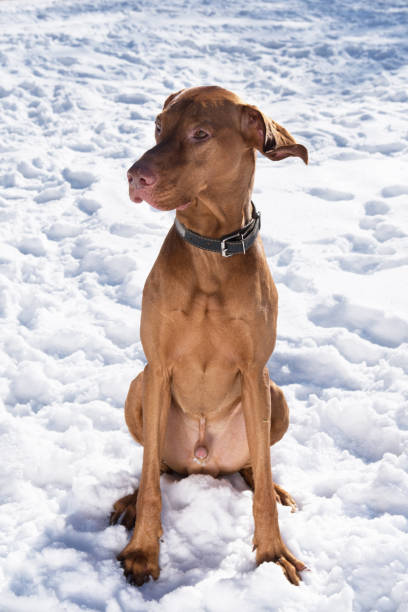 istock Handsome Hungarian Short Wire haired Pointing pointer Dog Vizsla wearing leather collar sitting on snow coat. Winter in park. Copy space image. 901220888