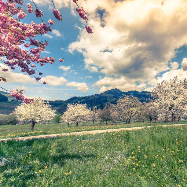 German Spring