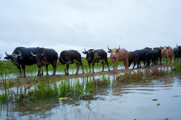 A group of water baffalos standing on water stay swarn with their family in Pattalung, southern of Thailand A group of water baffalos standing on water stay swarn with their family in Pattalung, southern of Thailand phatthalung province stock pictures, royalty-free photos & images