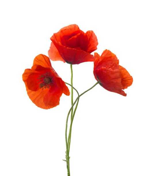 istock Three  red poppies isolated on white background. 901221348