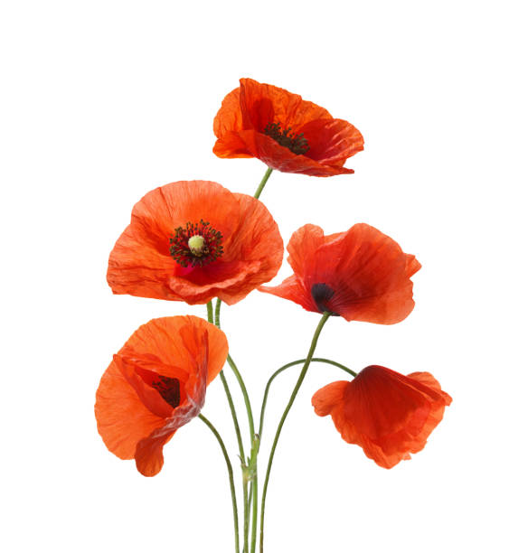 istock Five red poppies isolated on white background. 901221384