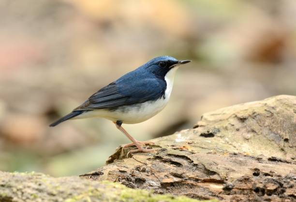 istock male Siberian Blue Robin (Luscinia cyane) 901221858