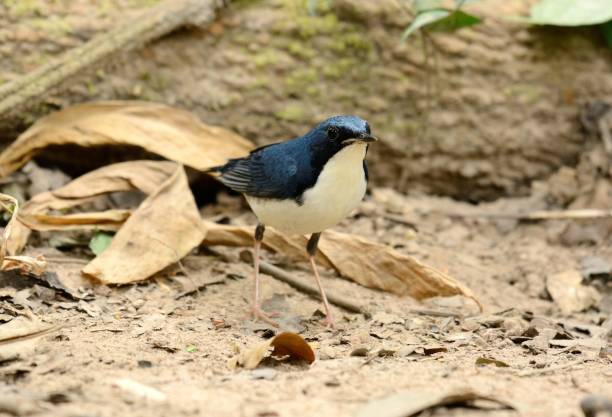 istock male Siberian Blue Robin (Luscinia cyane) 901223394