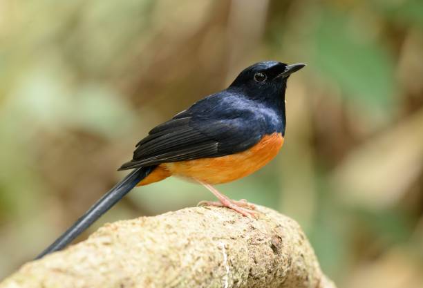 istock male white rumped sharma 901224084