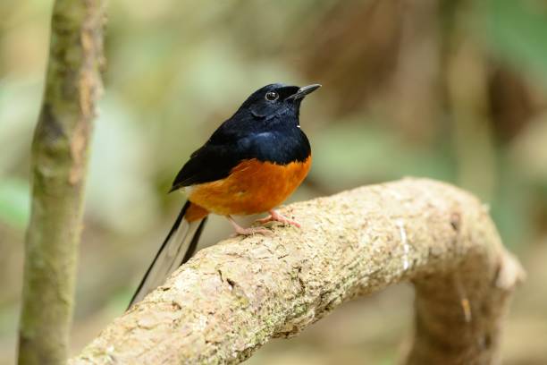 istock male white rumped sharma 901224136