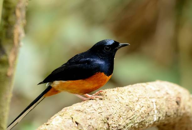 istock male white rumped sharma 901224174