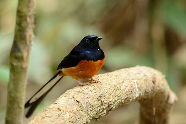 istock male white rumped sharma 901224226