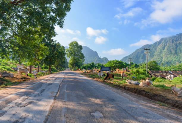 Cow beside a country road