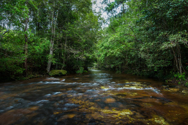 istock River in the tropical rainforest landscape 901224302