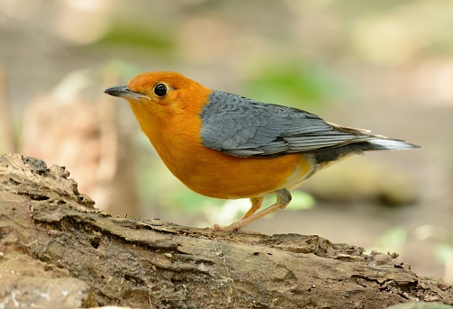 beautiful male Orange-headed Thrush (Zoothera citrina) in Thailand