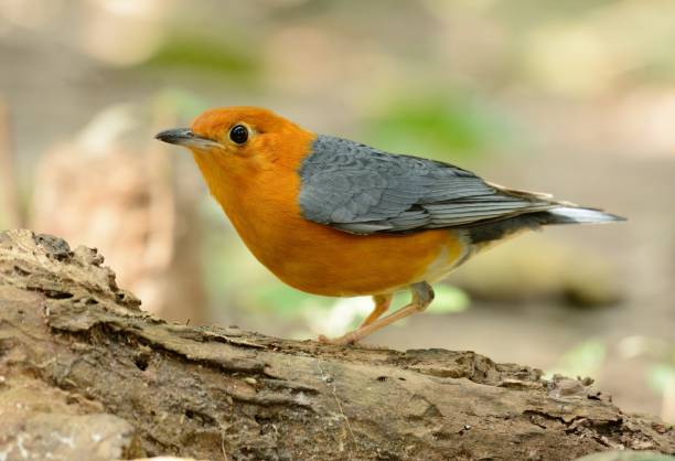 male Orange-headed Thrush (Zoothera citrina) beautiful male Orange-headed Thrush (Zoothera citrina) in Thailand orange headed thrush bird stock pictures, royalty-free photos & images