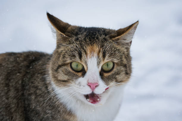 istock Cat meow in the winter outdoors 901224570