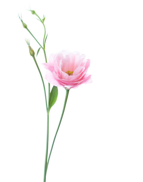 istock Light pink flower of Eustoma isolated on white background 901224596