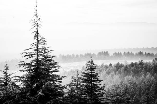 A view from the winter season