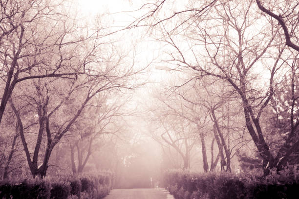 istock winter season view in the forest 901224892