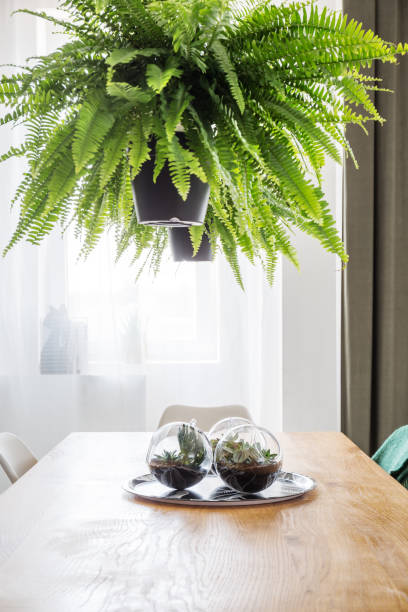 istock Bushy fern over a table 901228164