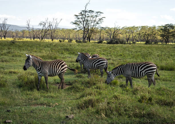 istock Zebras in Masai Mara in Kenya 901228266