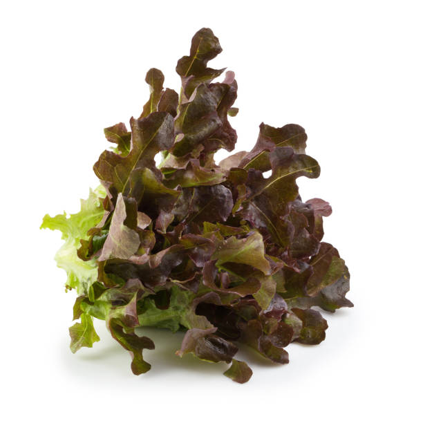 istock Red oak leaf lettuce isolated on a white background 901228478