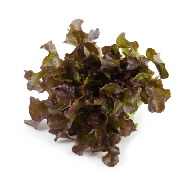 istock Red oak leaf lettuce isolated on a white background 901228490