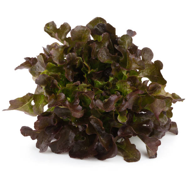 istock Red oak leaf lettuce isolated on a white background 901228502
