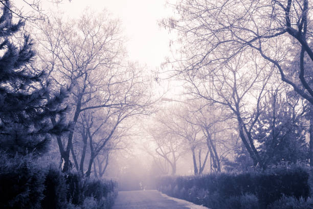 istock winter season view in the forest 901228686