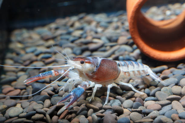 istock Pracamberus Clarkii Ghost closeup detail 901231064