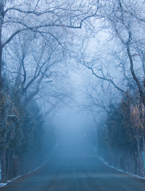 istock winter season view in the forest 901231704