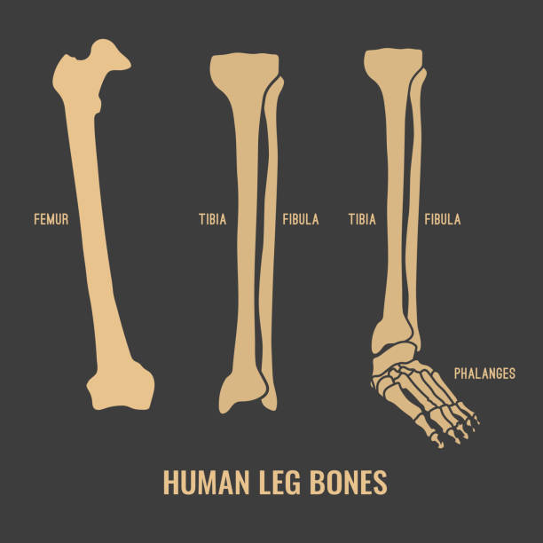 кости скелета человека - tibia stock illustrations