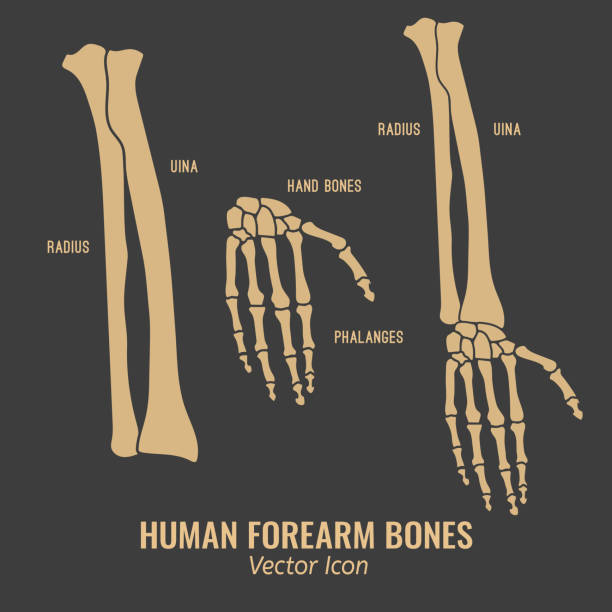 ludzkie ikony kości przedomatu - arm bone stock illustrations