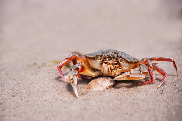istock live crab on the sand 901234586