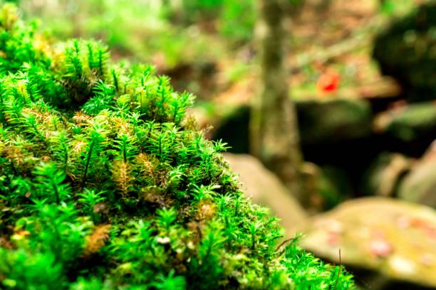 Background macro of fresh green moss on the rock in forest Close up image of fresh green polytrichum moss textuer grows on the rocksurface  in the rainforest and blur background meio ambiente stock pictures, royalty-free photos & images