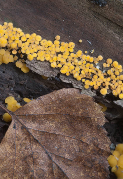 istock Bisporella citrina [Calycella citrina] 901235742