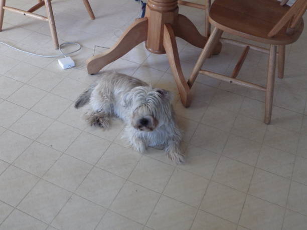 istock Small Breed Dog Relaxing 901235766